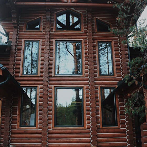 Кедр в лесовом массиве